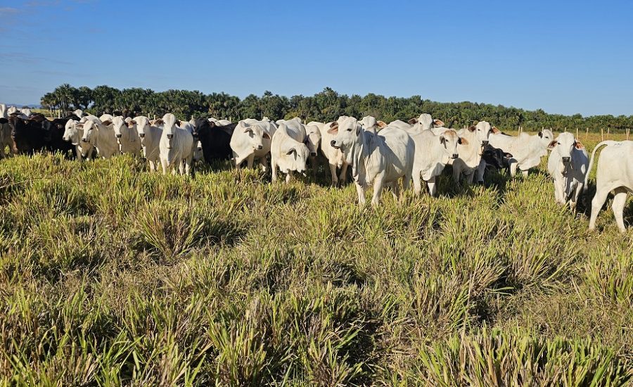 20250619_730_2025 - Foto