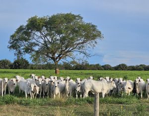 20260206_760_2026 - Foto