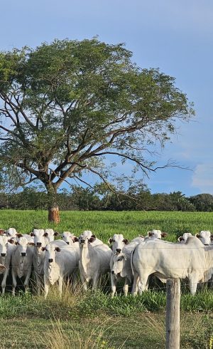 20260206_760_2026 - Foto