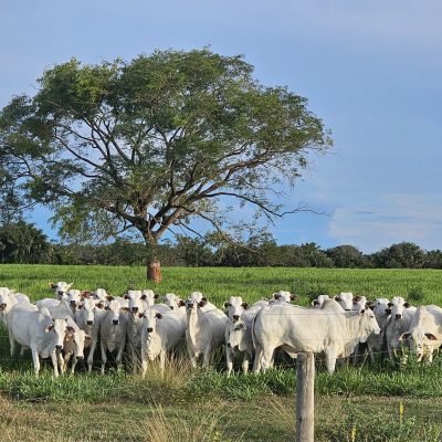 20260206_760_2026 - Foto