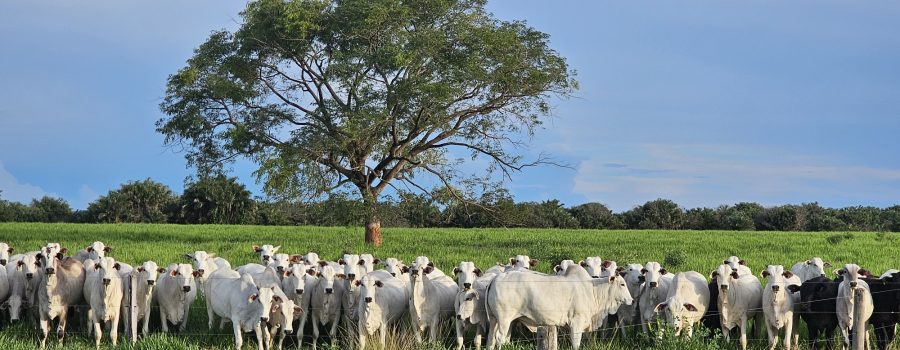 20260206_760_2026 - Foto