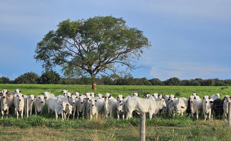 20260206_760_2026 - Foto