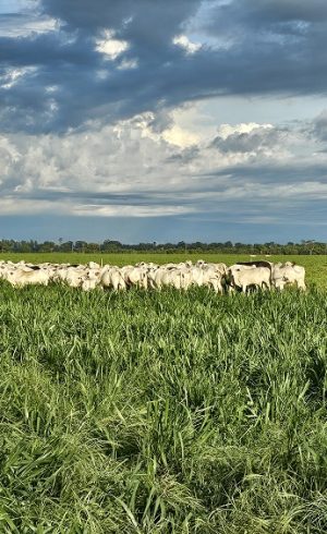 20260220_762_2026 - Foto