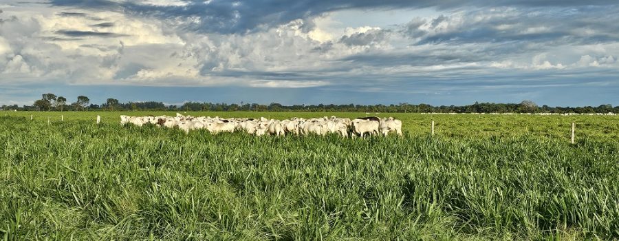 20260220_762_2026 - Foto