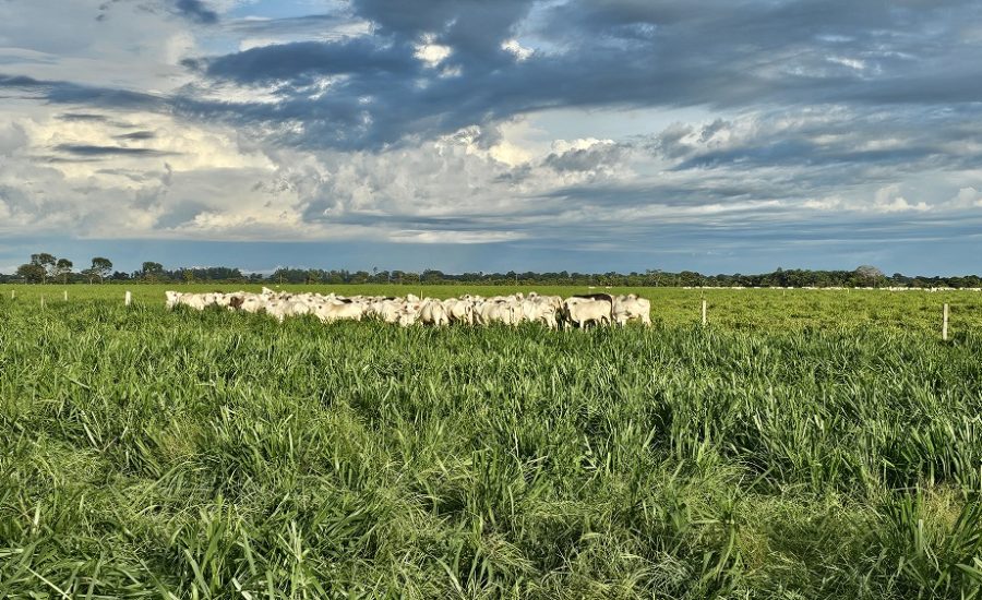 20260220_762_2026 - Foto