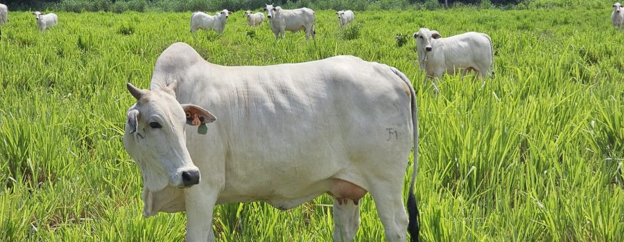 20260326_767_2026 - Foto