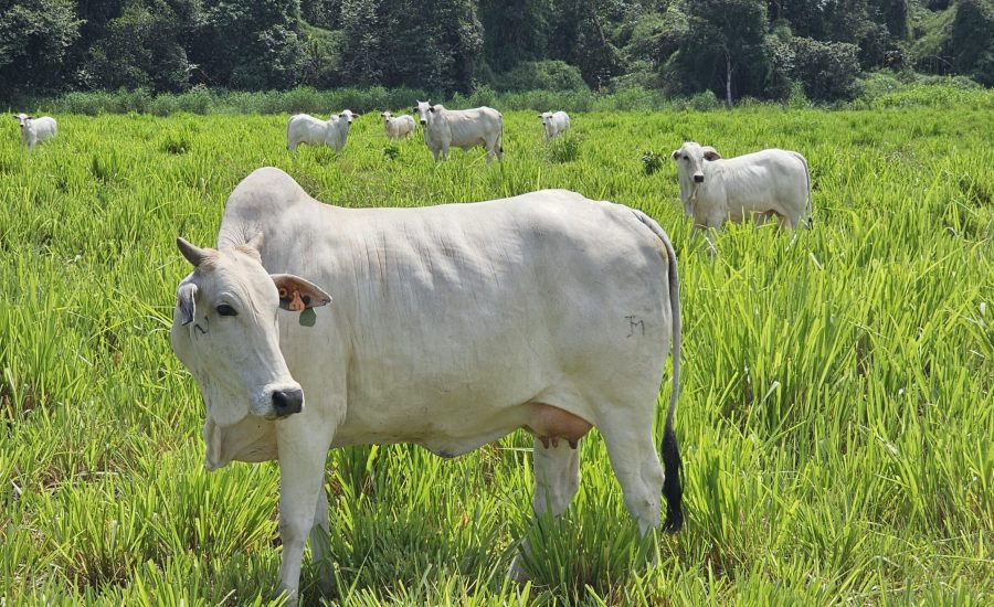 20260326_767_2026 - Foto