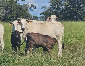 20260402_768_2026 - Foto