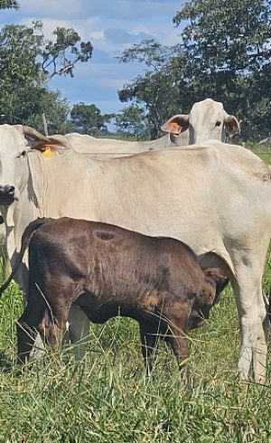 20260402_768_2026 - Foto