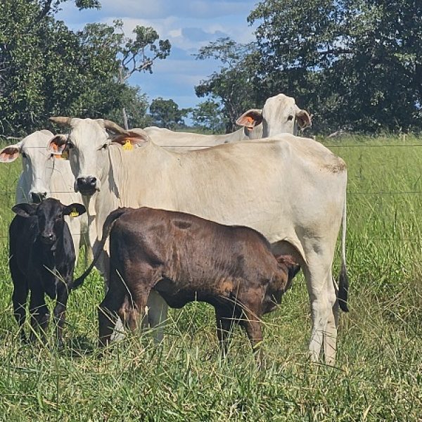 20260402_768_2026 - Foto