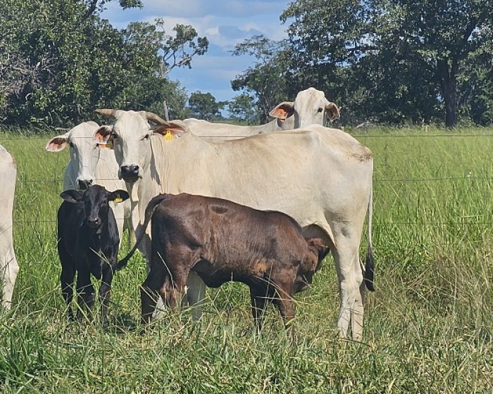 20260402_768_2026 - Foto