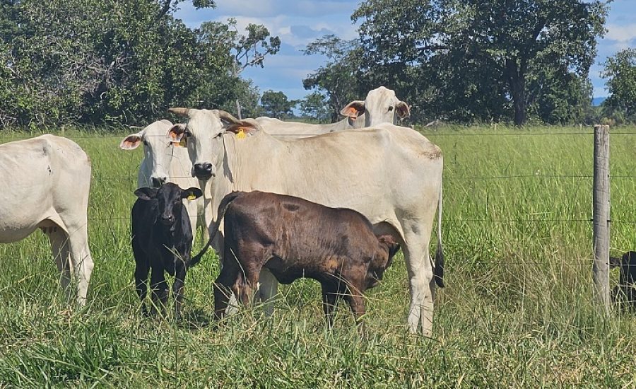 20260402_768_2026 - Foto